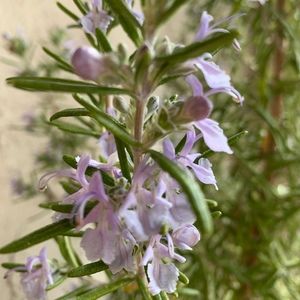 Meet your Posher, Gillian